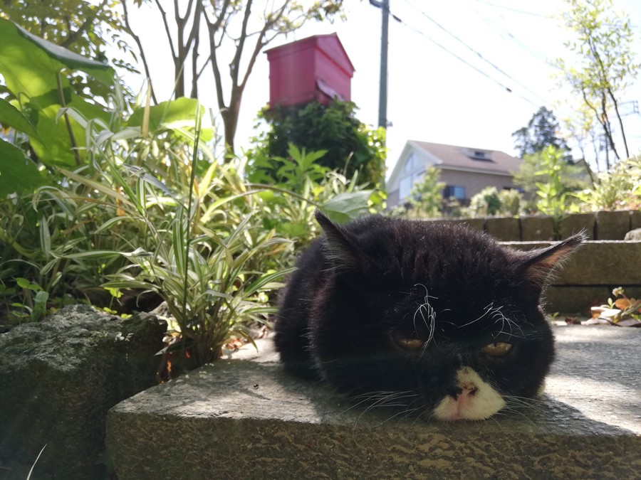 もんたみたいな猫見たの年やってて初めて 獣医さんもお墨付き そのルーツを研究してみた驚きの結果とは まいどなニュース