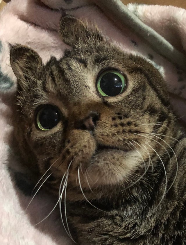 6年間寝たきりだった猫がu2026立った！」 飼い主のツイートに感動の嵐 