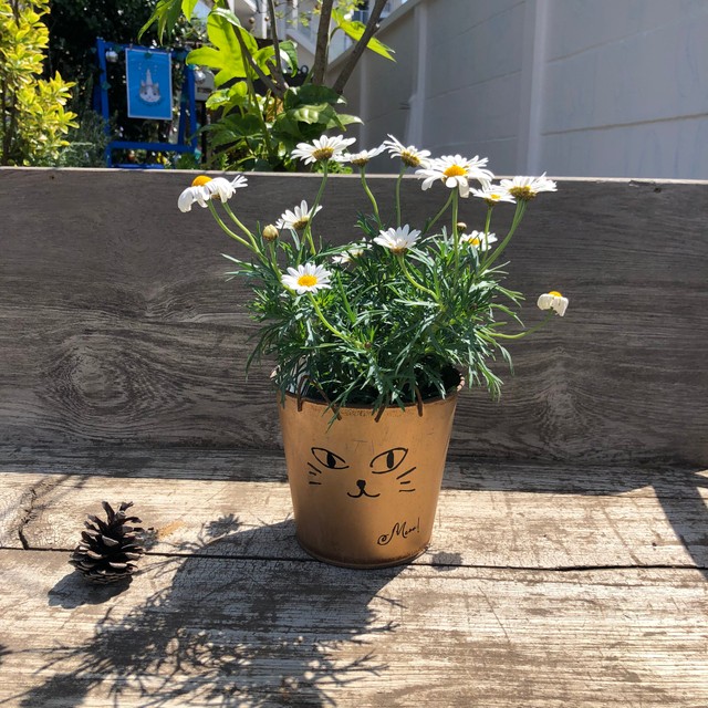 花泥棒様 どうか返してください 消えたマーガレットの鉢植え 代わりに置かれていたのは 松ぼっくり まいどなニュース