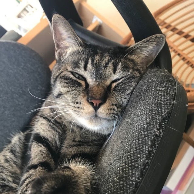 18年間寄り添ってくれた愛猫はうつ病から救ってくれた恩猫 瓜二つの子猫を迎えて恩返し まいどなニュース