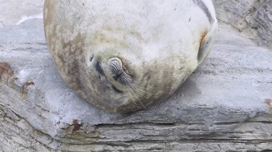 水族館に響き渡る ポン の犯人は誰だ くるよ師匠かw ええ音するねー 癒し動画が143万回再生 まいどなニュース