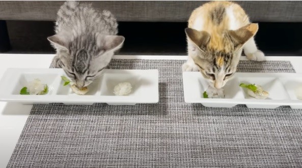 元料理人が作った 釣った魚でフルコース を食す子猫の反応が話題 この家の猫になりたい まいどなニュース
