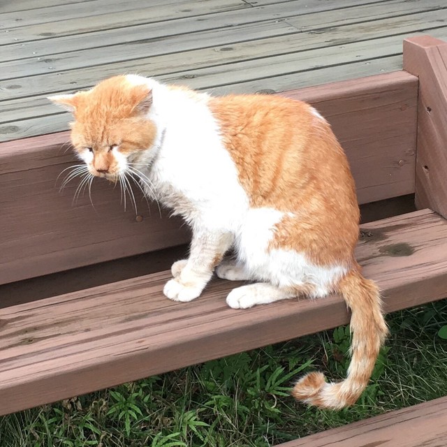 動物病院の入り口に、連日下痢状のうんちをしている君へu2026ご飯は 