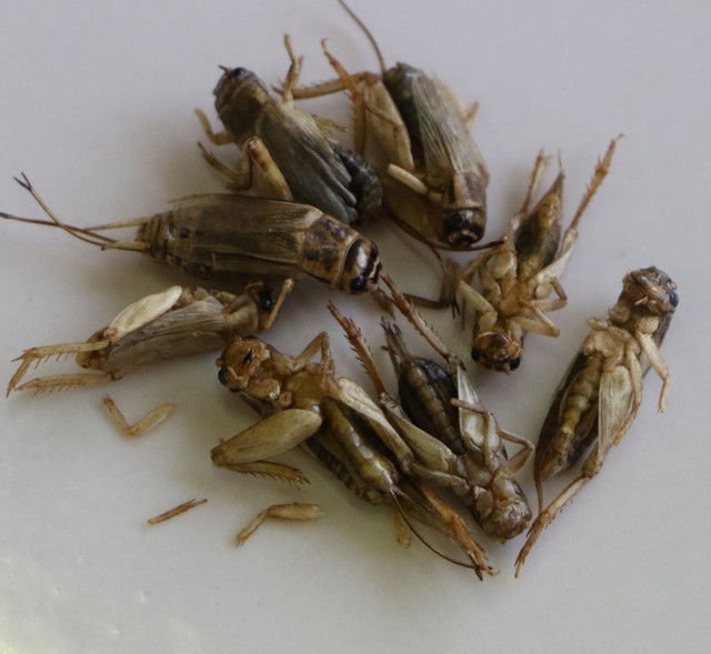 コオロギってどんな味 養殖場に記者が潜入 試食 過疎化や農業の担い手不足など課題を抱える町の解決策となるか まいどなニュース