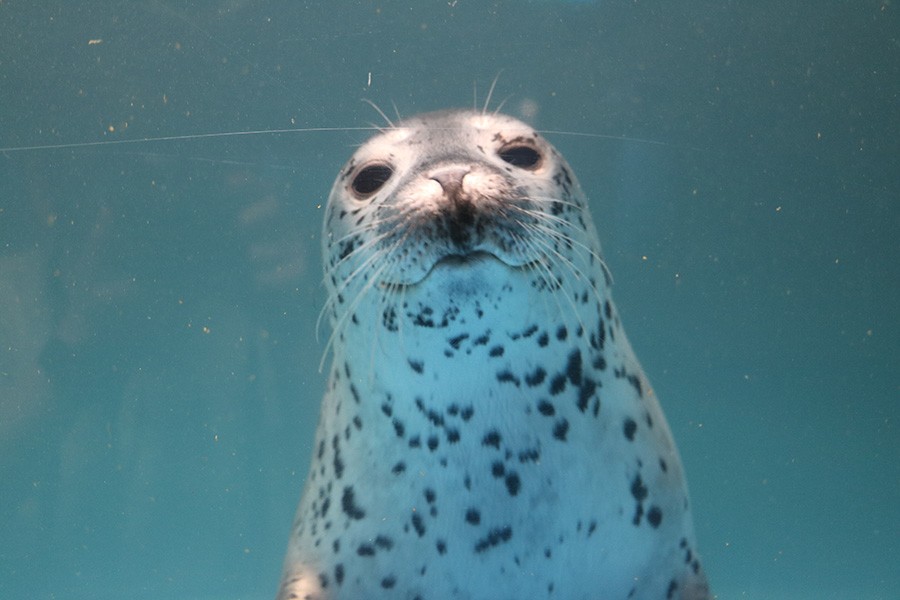 じっと見つめて ロックオン 遊んでのサイン ひとりぼっちのアザラシの仕草に 遊んであげたい 大人にも構って お願い まいどなニュース
