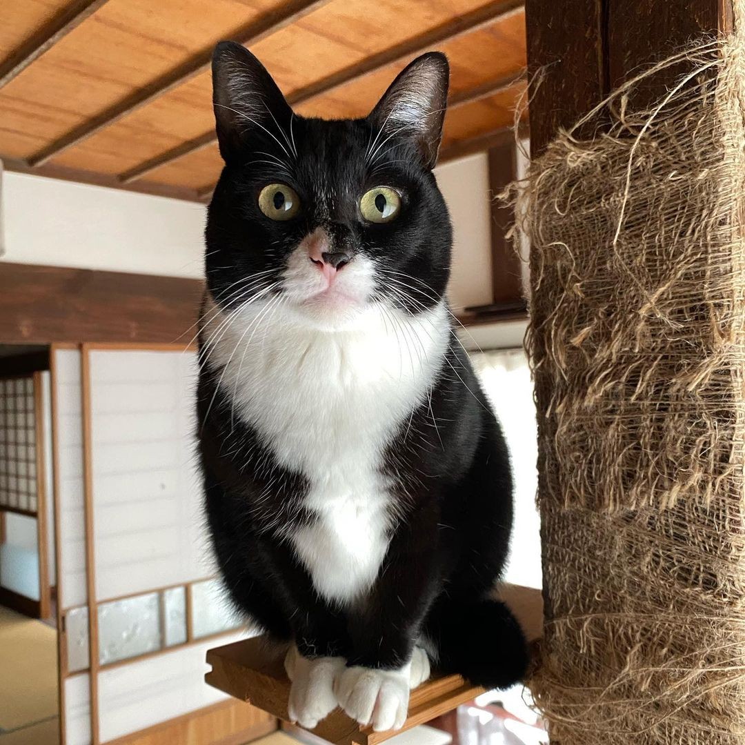 妹猫を迎えて寂しくなくなったお留守番 ひとりっ子だった猫の生活が一変 3匹の仲間で楽しく暮らす まいどなニュース