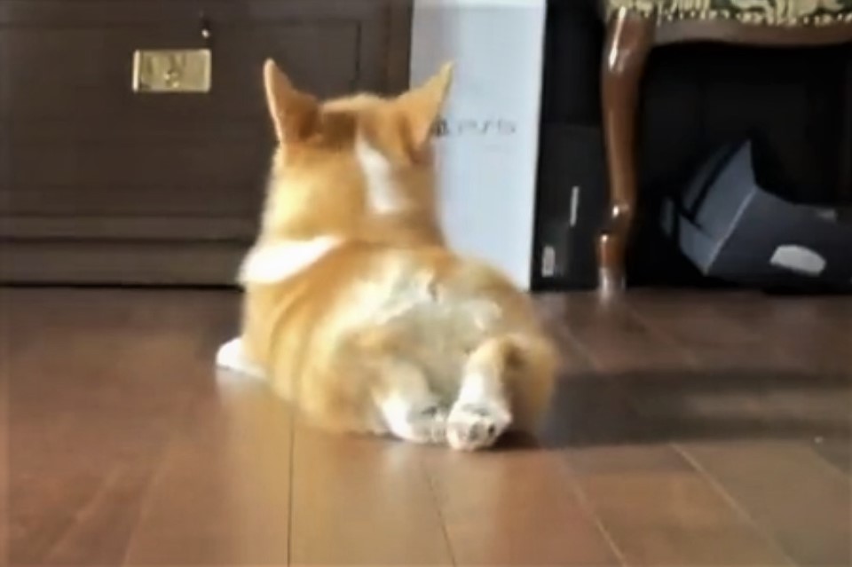 3段階式おケツ 足をパカッと開く子犬に悶絶 ぐーちょきぱー 見事なトランスフォーム 永遠に見ていられる まいどなニュース