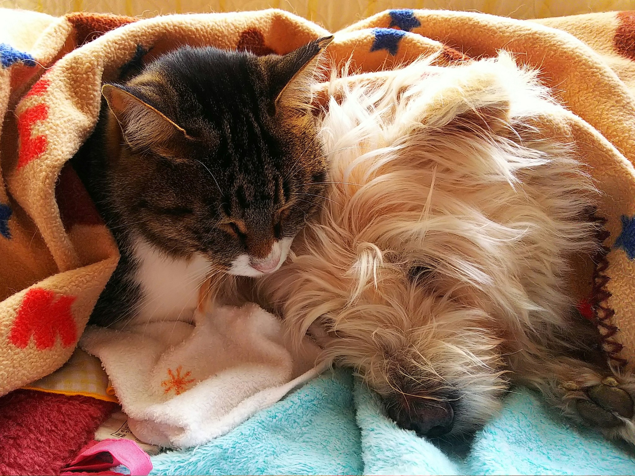 公園で出会った尻尾の切れた子猫を保護 すぐに家族の仲間入り 先住犬を母のように慕い介護するまでに まいどなニュース