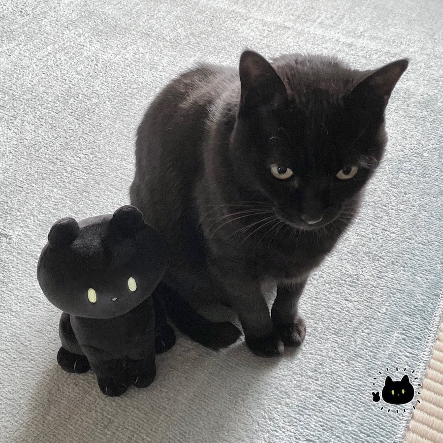 深夜に心臓止まった 飼い主を驚かせた猫のポーズに 足が５本 めちゃくちゃビビる とネット驚愕 まいどなニュース