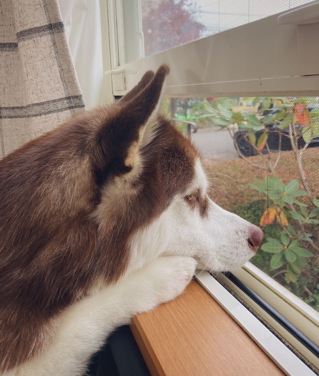 話はすべて聞かせてもらったよ 紳士然とした佇まいの犬が話題 名探偵みありますね まいどなニュース