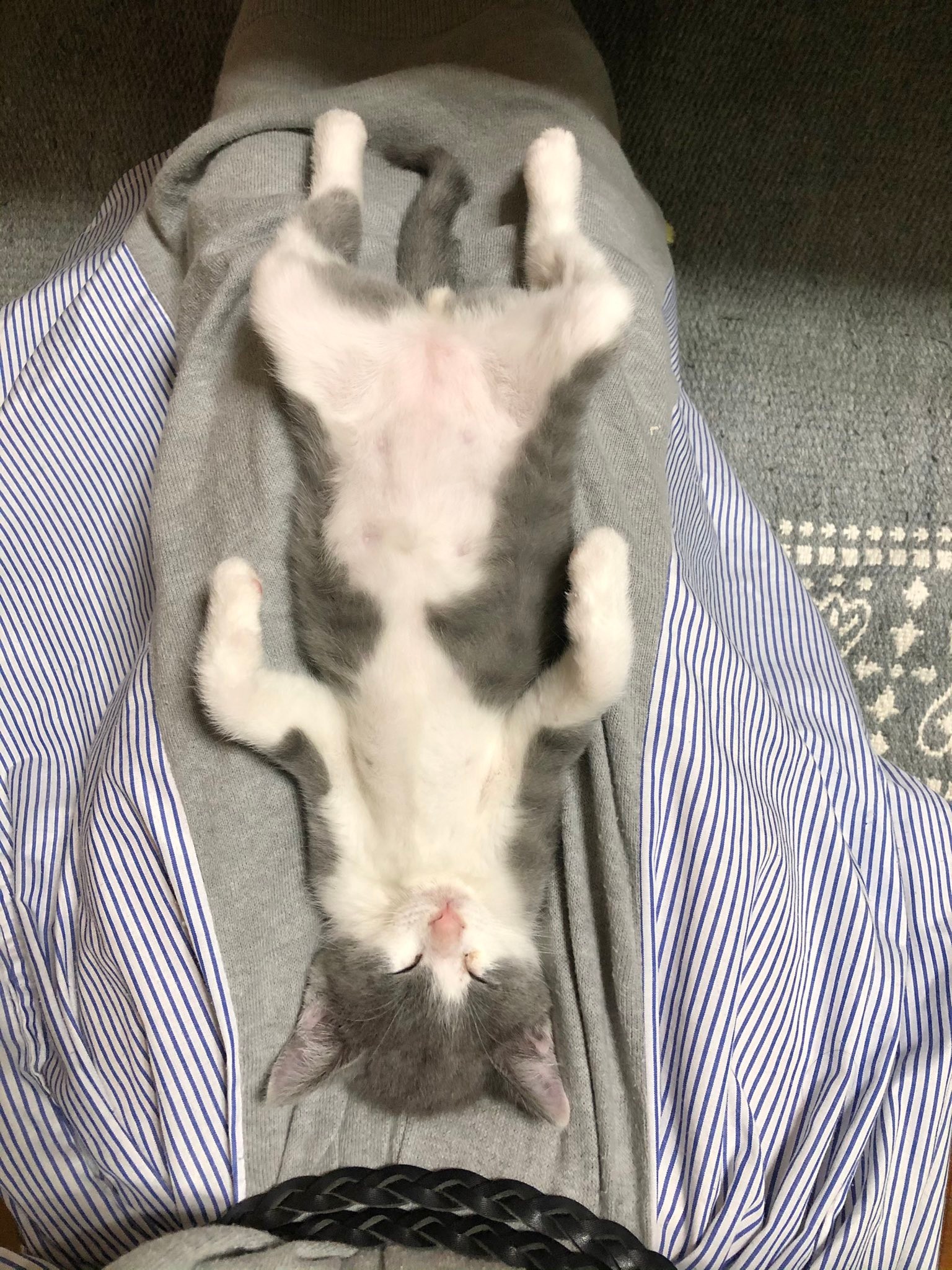 仕事にいきたくない 愛くるしい寝姿に思わずつぶやいた飼い主に共感の渦 俺も行かない 在宅ワーク決定 まいどなニュース