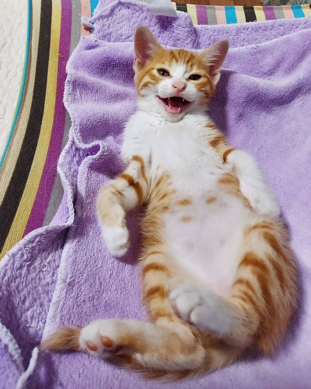 18歳の愛猫を看取った後の偶然の出会い さびしく鳴いていた子猫を娘が保護 家族の心がなごむ存在に まいどなニュース