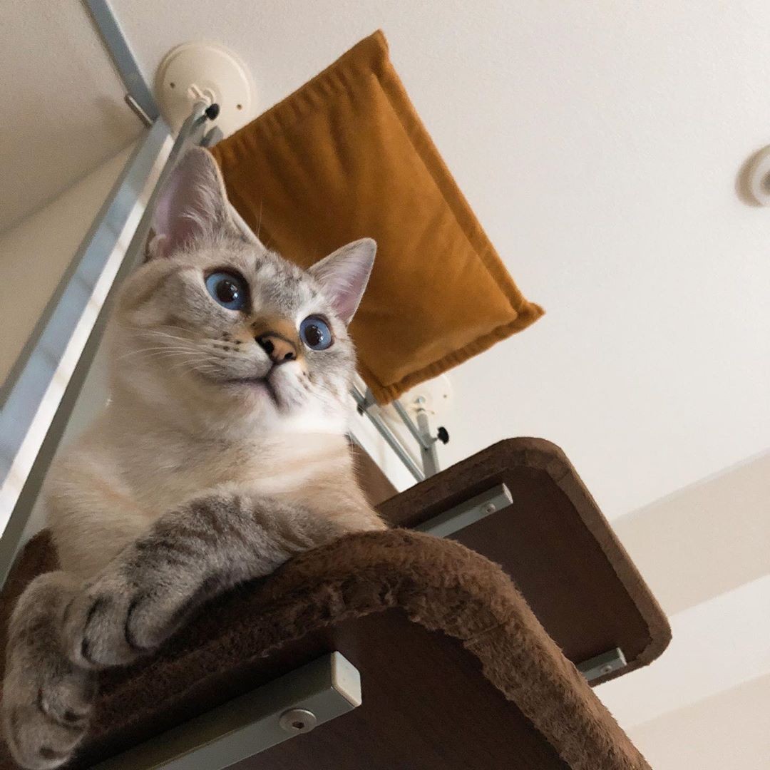 待望の2匹目の猫 白血病陰性のはずが 発症して死亡 仲良しだった先住猫への感染の心配にも怯え まいどなニュース