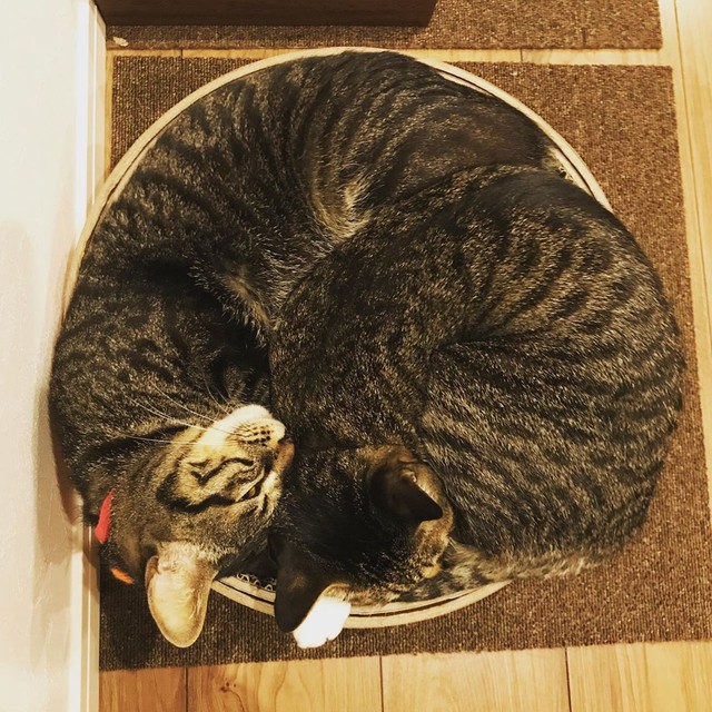 もうだめかと思った」シェルターから引き取った子猫 大きくて優しい猫 