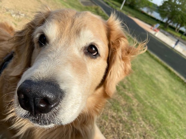 また やられた 入ろうとした隙に 先客 一番風呂を浴びる犬の姿に爆笑 自分から進んで入るなんてw まいどなニュース また やられた 入ろうとした隙に 先客 一番風呂を浴びる犬の姿に爆笑 自分から進んで入るなんてw まいどなニュース
