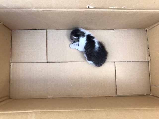 駐輪場に捨てられた赤ちゃん猫を発見 身体が冷たくかすかな息だけ 小さな命 をつないだツイートに反響 まいどなニュース