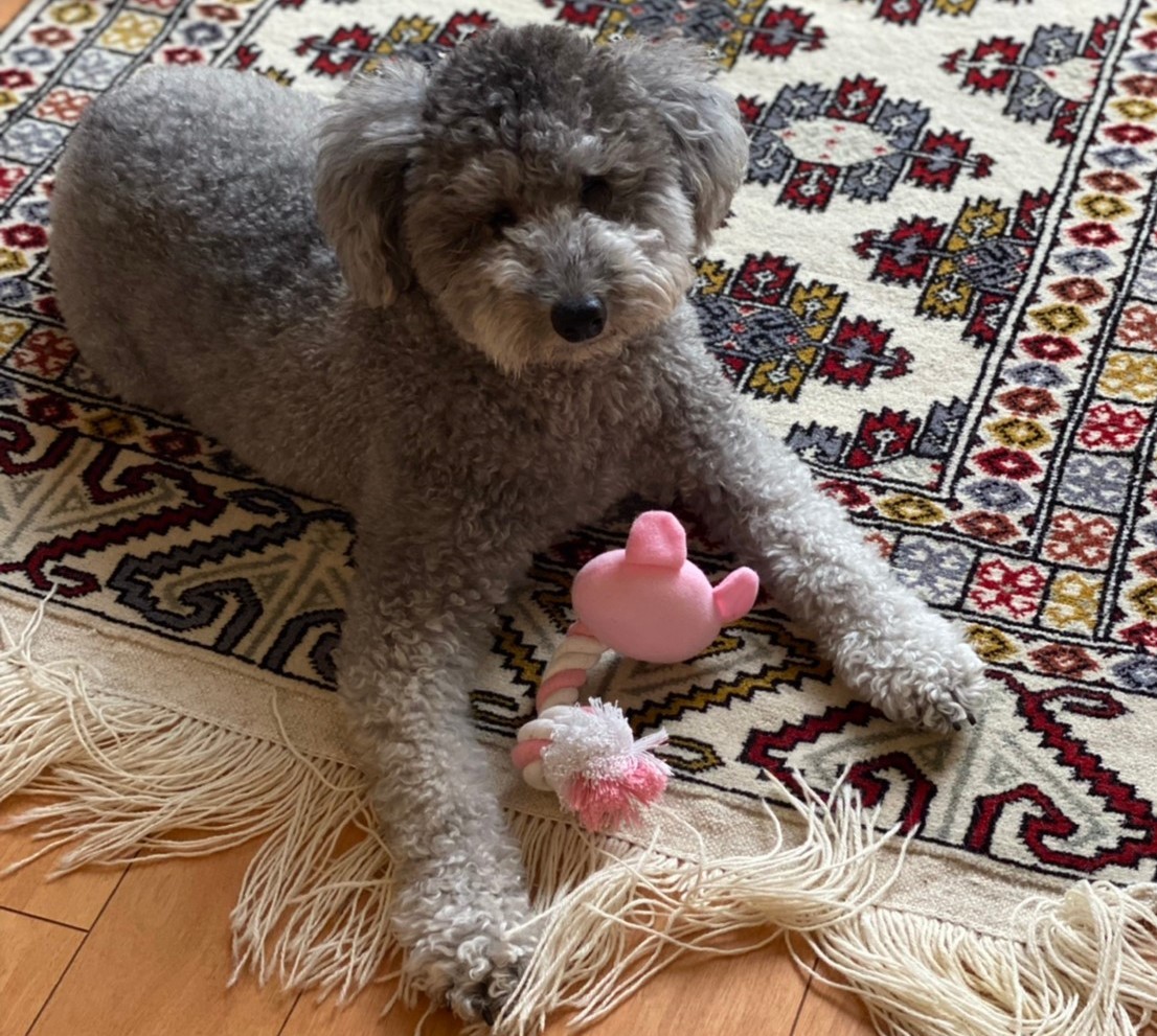 生まれつき目がない犬が教えてくれたこととは 最初は拒否した先住犬も受け入れ 家族の仲間入り まいどなニュース