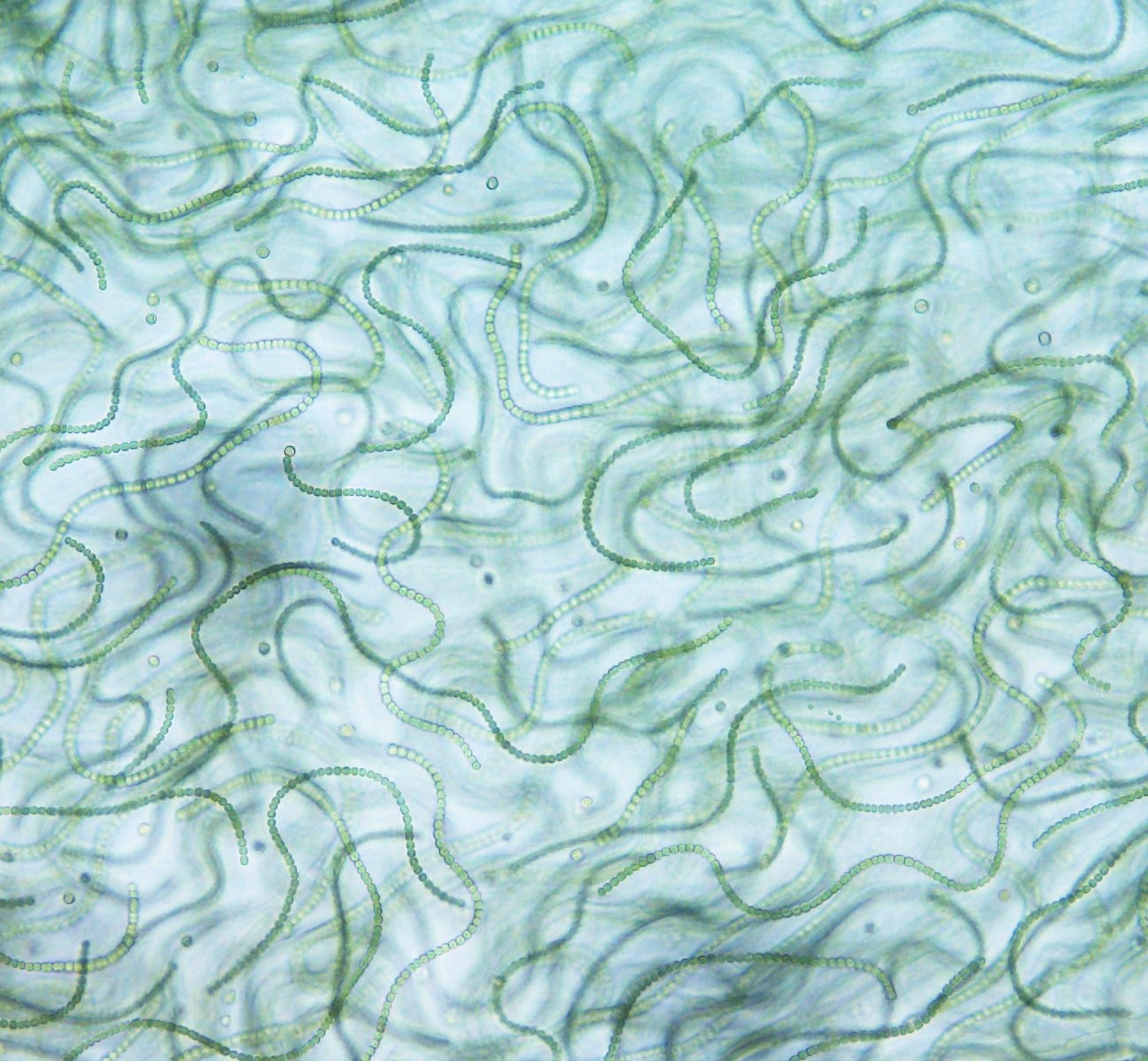 ビニールの残骸と思ってた校庭すみの黒いやつ イシクラゲです 食べられます 味は まいどなニュース