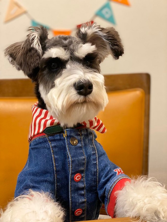 まさか２本足で走る犬 フィギュア化されそう トムとジェリーに出てくる犬みたい まいどなニュース