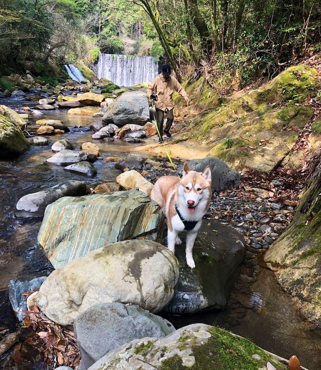 犬が川で行き倒れに 動画の顛末にネット爆笑 無人島ですかw プールの後で眠くなるやつ まいどなニュース