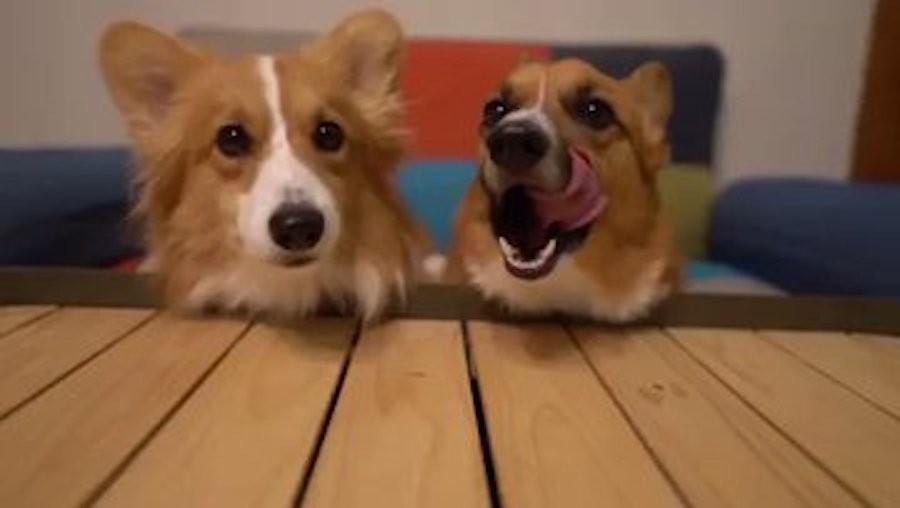 その子何してるの 通行人も驚くポーズでくつろぐ犬 飼い主も答えに悩む幸せな光景に 秋を全身で感じてる まいどなニュース