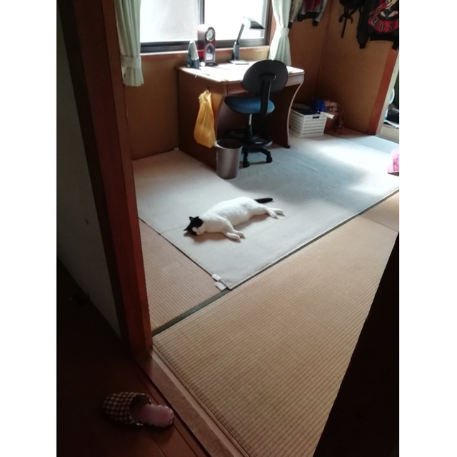 息子さんの部屋で好きな人を想っているのかな？（提供：六花チヨさん）