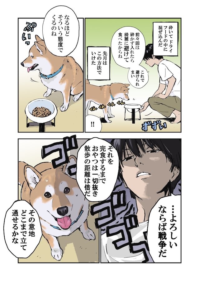 漫画 犬と私の三日間戦争 に爆笑と共感の声 薬を食べない柴犬に ウチだけじゃないのか まいどなニュース