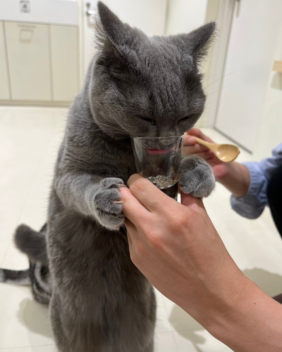 のぶこの腹時計 ってナニ 猫カフェにいる必死過ぎる猫が話題 他の猫にエサを取られたくニャイ まいどなニュース