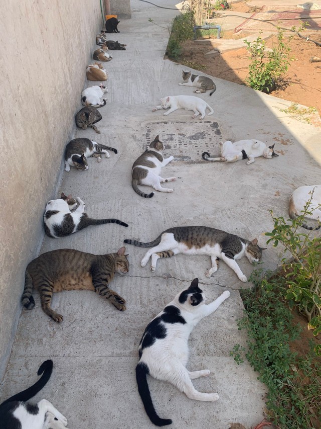 ここは猫の楽園 日陰に次々と集まりまどろむ猫たち 実はアラブの砂漠での暮らしの一コマ まいどなニュース
