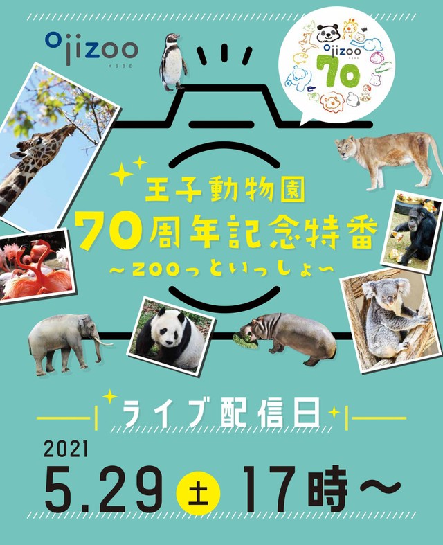 祝 王子動物園70周年特番 29日17時からライブ配信 パンダのタンタン未公開最新映像も まいどなニュース