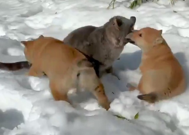 走って行った先になぜかネコ 動画再生回数が400万突破 山陰柴犬の子犬2匹が雪原で大はしゃぎ まいどなニュース