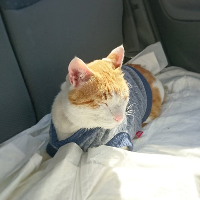 夜勤明けに見つけた子猫には 大きな火傷 が 看護師さんと暮らすお散歩猫 ペンタくんが服を着る理由 まいどなニュース