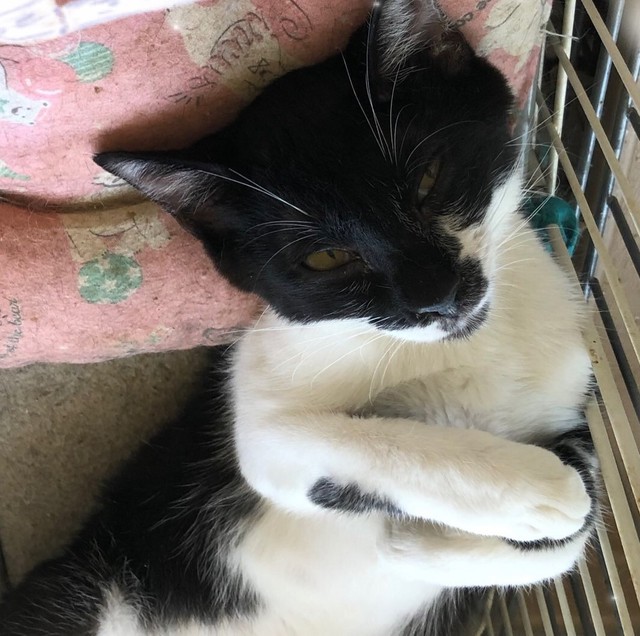 猫風邪u201d感染が相次ぎ、猫の「保育園」存続の危機u2026今年7月に開園した 