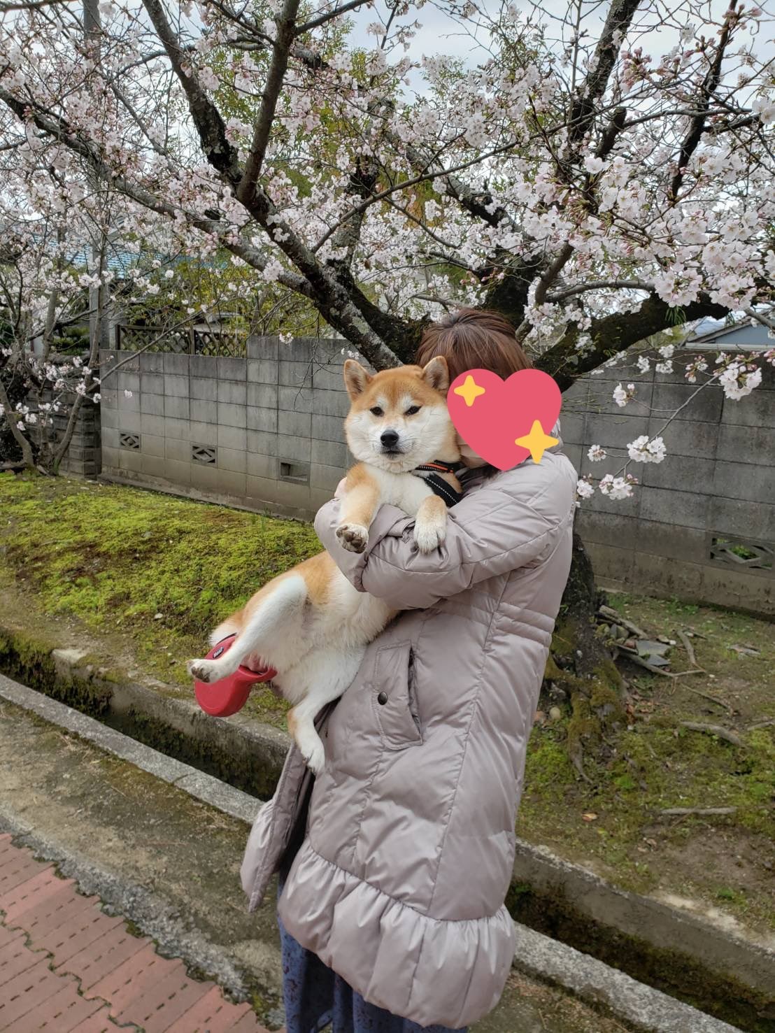 柴犬 なんか思ってたのと違う 犬用美顔ローラーでコロコロされてムキ顔に すんごい怒ってますけど 大丈夫 まいどなニュース
