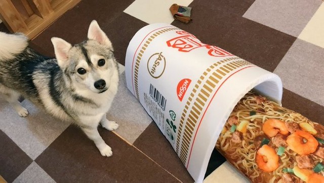 犬にカップヌードルを与えてみた えっ 予想外の楽しそうな カップいぬードル に歓喜の声 まいどなニュース