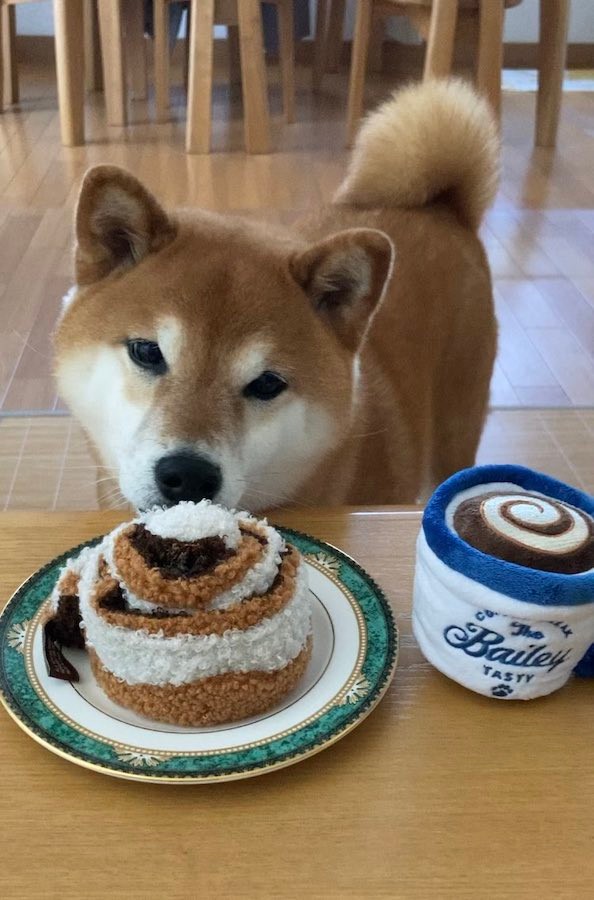 柴犬 ママ見て ダメ あげない ニコニコ笑顔が真顔に豹変 オモチャ引っ張られるとお目めカッ おもしろすぎw まいどなニュース