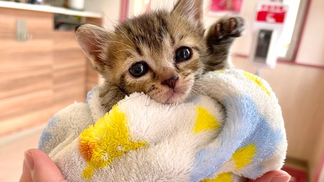 その可愛さ「天使級！」大雨警報の日に保護された子猫 人肌に温められ 