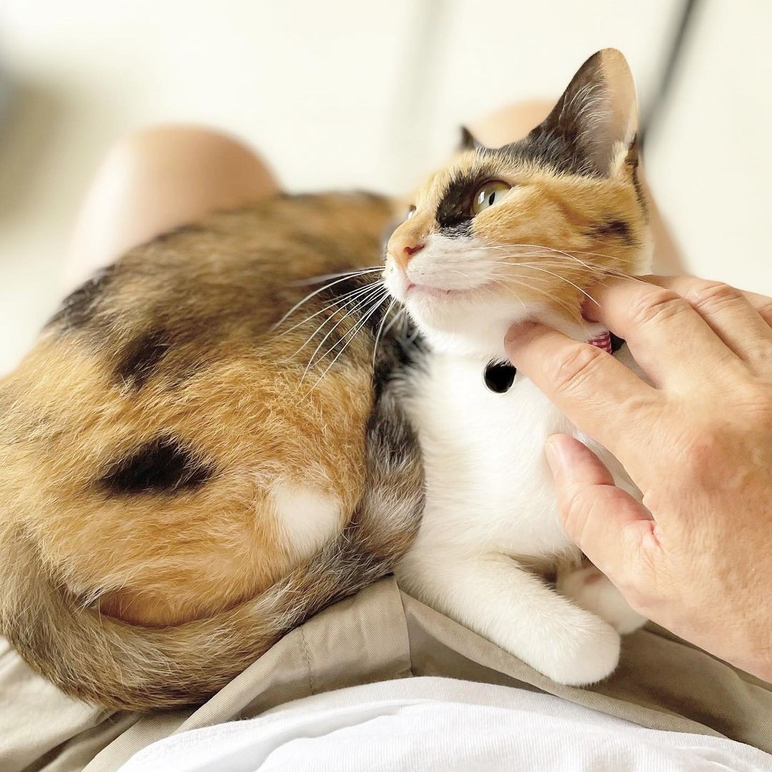 譲渡会で人気のなかった三毛猫 里親先では人も犬もメロメロにするツンデレなお嬢様猫に まいどなニュース
