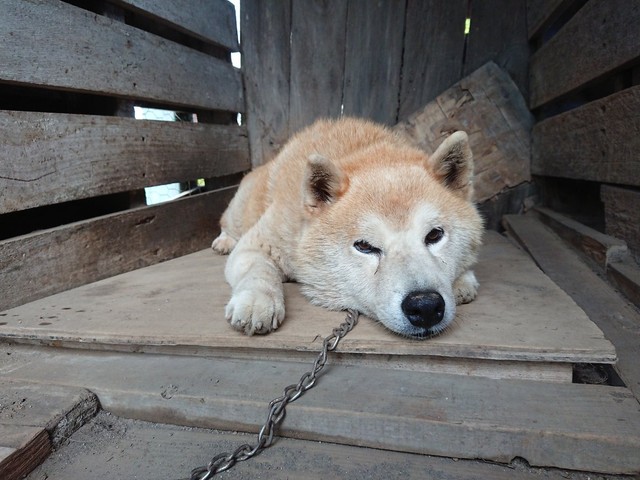駐車場の一角 鎖に繋がれっぱなしの犬 日に日に弱っていく様子を放っておけず 出会った夫婦の決断 まいどなニュース 駐車場の一角 鎖に繋がれっぱなしの犬 日に日に弱っていく様子を放っておけず 出会った夫婦の決断 まいどなニュース