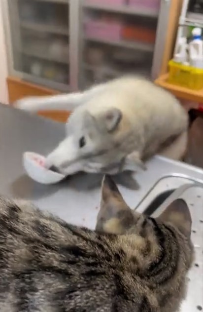 それ猫のご飯やねんけどなぁ キッチンで子猫の餌を立ち食いする犬 必死過ぎて可愛い まいどなニュース