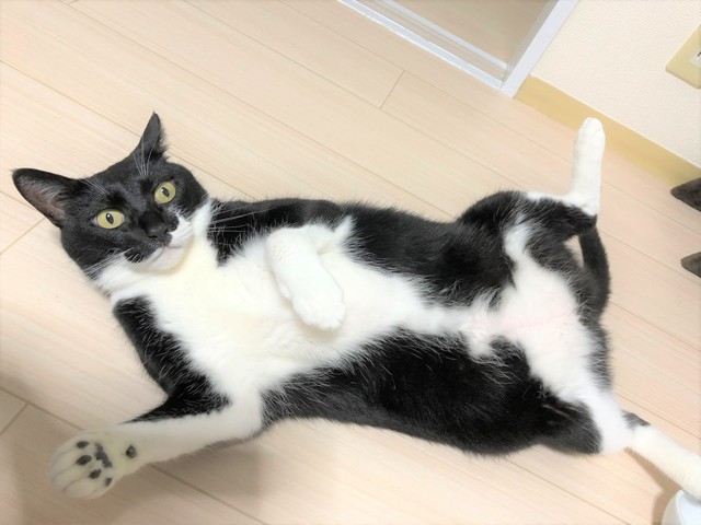 突然死した親友が飼っていた愛猫を引き取り しかし別離の傷は 