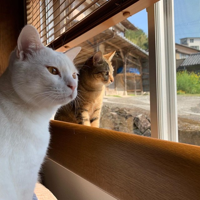 ひとりぼっちで留守番は寂しいよ 工事現場にいた野良猫の子猫 里親さんにストレスアピール まいどなニュース ひとりぼっちで留守番は寂しいよ 工事現場にいた野良猫の子猫 里親さんにストレスアピール まいどなニュース