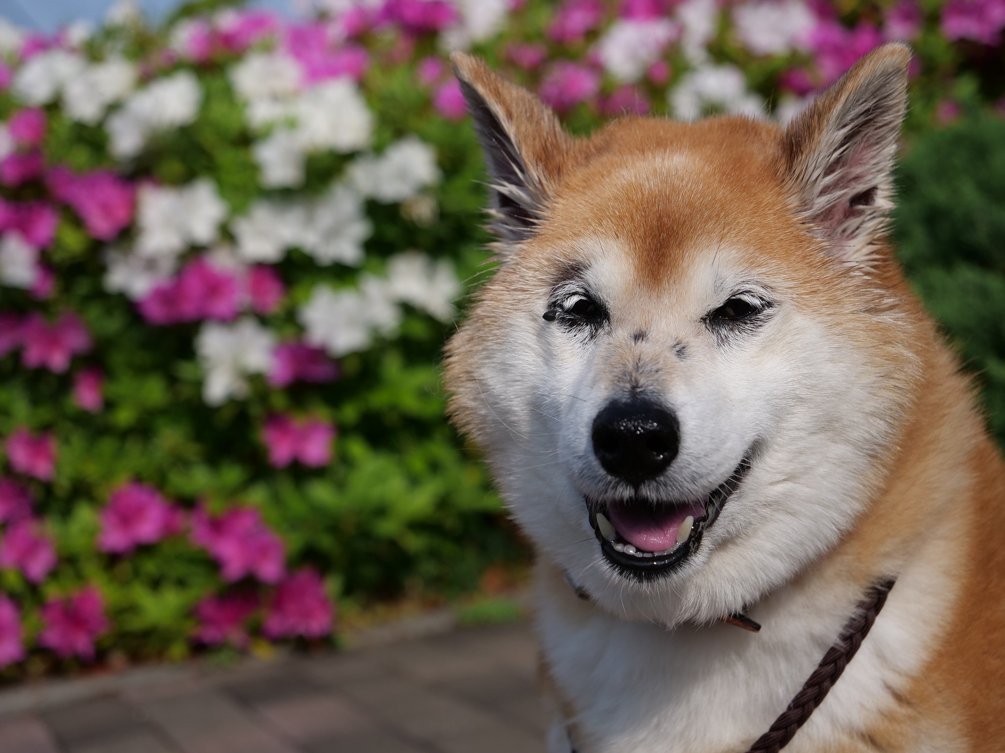 皮膚病で顔が真っ黒だった柴犬をお迎え 毛も生えて見違えるほどきれいに 先住猫とも仲良く幸せな日々 まいどなニュース