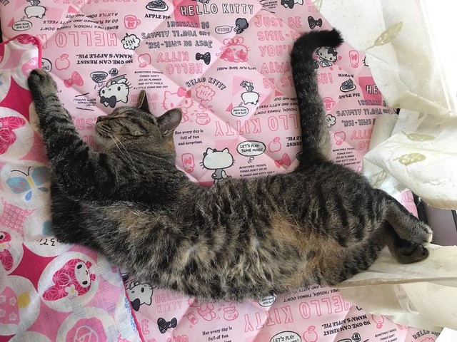 誰かに捨てられた首輪をつけた子猫 猫好き夫婦に保護されてやんちゃ坊主に まいどなニュース 誰かに捨てられた首輪をつけた子猫 猫好き夫婦に保護されてやんちゃ坊主に まいどなニュース