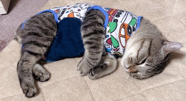 頭が大きい猫の「大ちゃん」 交通事故→4度の手術u2026壮絶な闘病生活経て 