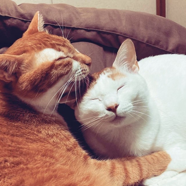 動物病院でも使われる壁紙を選択 扉をつけて 個室化 したキッチンに大満足 こだわり抜いた 猫と暮らす家 まいどなニュース