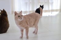 庭に現れたガリガリの野良猫 迷った末に家猫にしたがu2026今度は先住猫と 