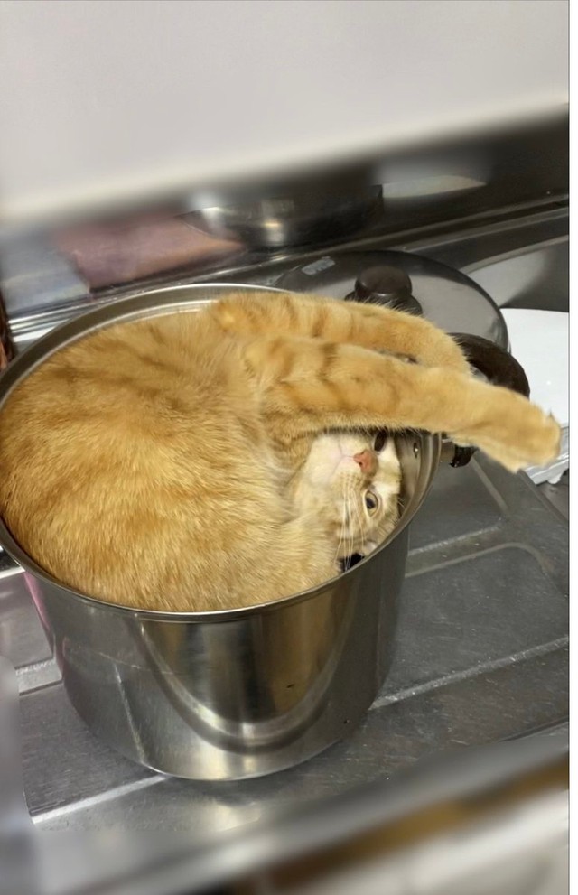 なんでそうなった 猫鍋がアクロバットすぎると話題 なにか違いますよね 吹きこぼれてますよー まいどなニュース