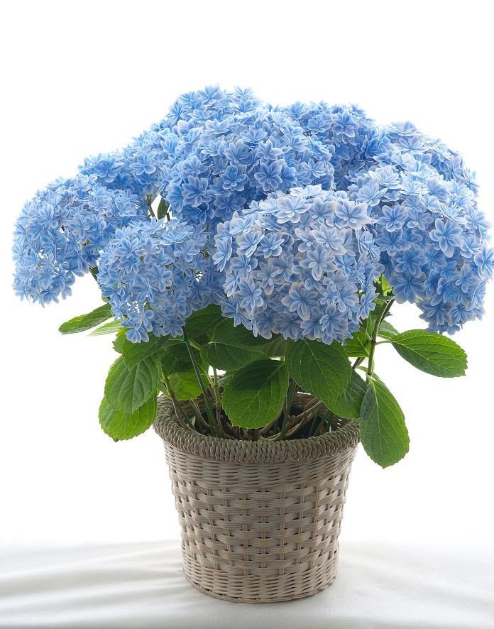 万華鏡 美雲 銀河 茜雲 人気の新品種アジサイ 実は島根県オリジナル 独自開発の４品種が全国へ まいどなニュース