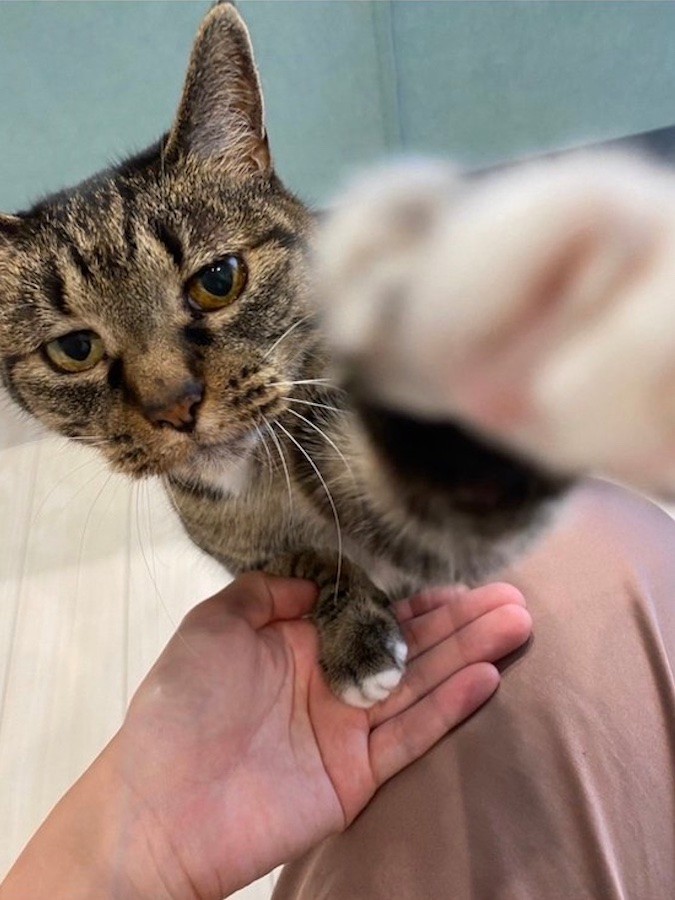 卵焼きドロボウ確保 犯猫の衝撃シーンに まだ諦めてない顔 絶対離さないにゃ 笑いと共感が殺到 まいどなニュース
